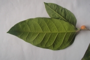 <strong>Ficus tinctoria - Ramon, Laurence - 164</strong><br />© Ramon, Laurence